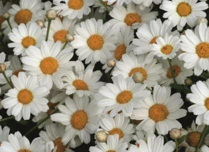 Argyranthemum - LaRita White