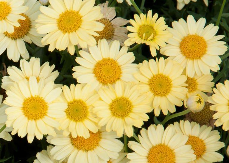 Argyranthemum - LaRita Yellow