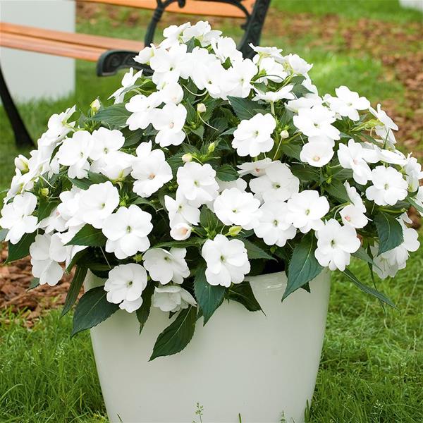Sunpatiens White