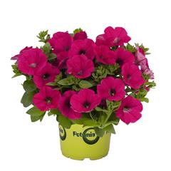 Pootunia - Piccola Hot Pink