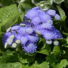 Ageratum