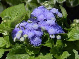 Ageratum - Blue