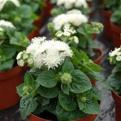 Ageratum -White