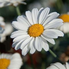 Argyranthemum