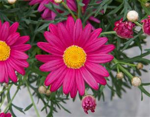 Argyranthemum - Magenta