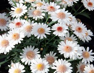 Argyranthemum - Toffee