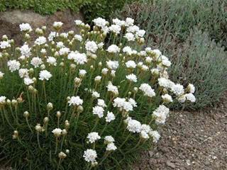 Armeria - Maritima Alba