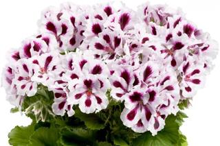 Pelargonija Grandiflorum - Aristo Purple Stripes