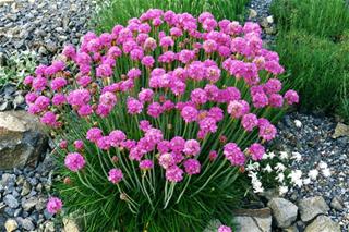 Armeria - Maritima