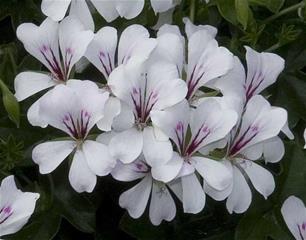 Balkonske žardinjere 60 cm - Pelargonija obična Balcon Glacier White