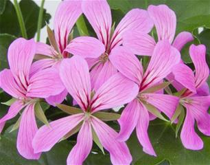 Balkonske žardinjere 60 cm - Pelargonija obična Balcon Lilac