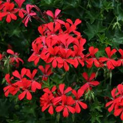 Pelargonija puzeća