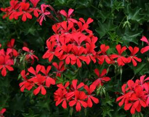 Balkonske žardinjere 60 cm - Pelargonija obična Balcon Red