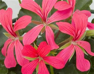 Balkonske žardinjere 60 cm - Pelargonija obična Balcon Shoching