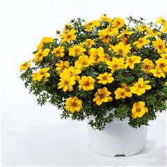 Bidens