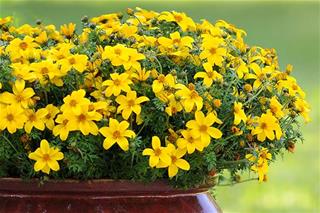 Bidens