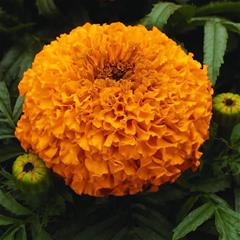 Tagetes - Big Orange