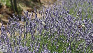 Lavanda - Budrovka