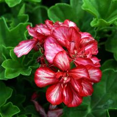 Pelargonija Dupla - Corriente Arctic Red