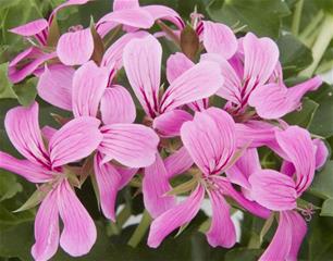 Balkonske žardinjere 60 cm - Pelargonija obična Decora Lilac