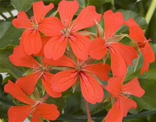 Balkonske žardinjere 60 cm - Pelargonija obična Decora Red