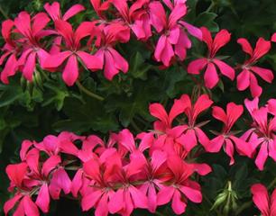 Balkonske žardinjere 60 cm - Pelargonija obična Decora Shocking