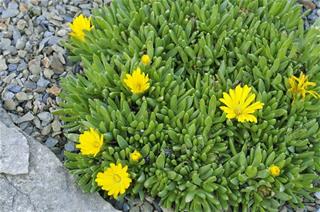 Delosperma - Congestum