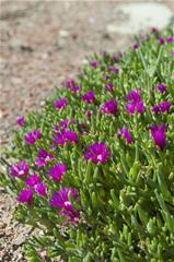 Delosperma - Cooperi