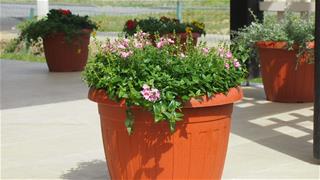 Diascia fi 35 01