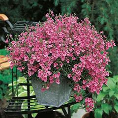 Diascia