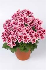 Pelargonija Grandiflorum - Aristo Strawberry Cream