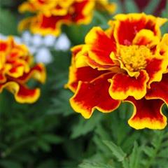 Tagetes