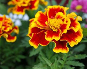 Tagetes - Fame