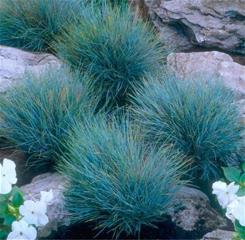 Fastuca - Glauca