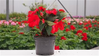 Impatiens Nova Gvinea - Petticoat Fire