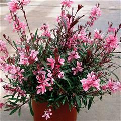 Gaura