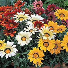 Gazania 