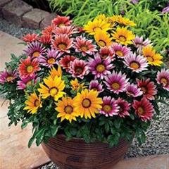 Gazania