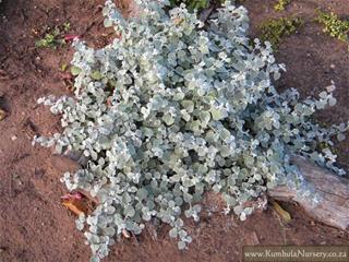 Silver krupni