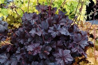 Heuchera - Purple