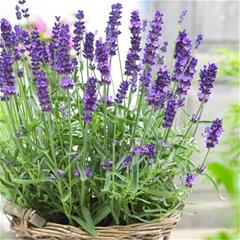 Lavanda - Hidcote Blue