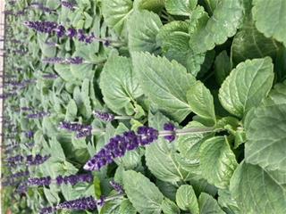 Salvia - Plava