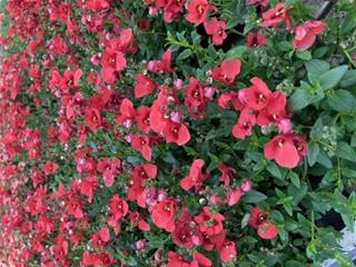 Diascia - Crvena