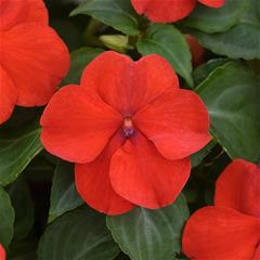 Impatiens - Red