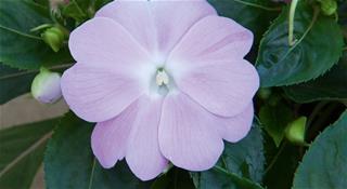 Impatiens Nova Gvinea - Lavander 17