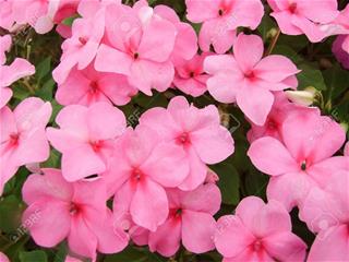 Impatiens - Pink