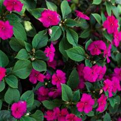 Impatiens - Purple