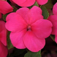 Impatiens - Rose