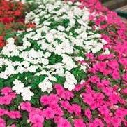 Impatiens