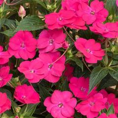 Sunpatiens - Rose pink